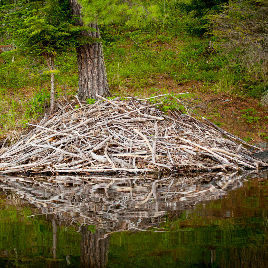 'Beaver Lodge Reflected In A Tranquil Lake; Lake Of The Woods, Ontario, Canada'