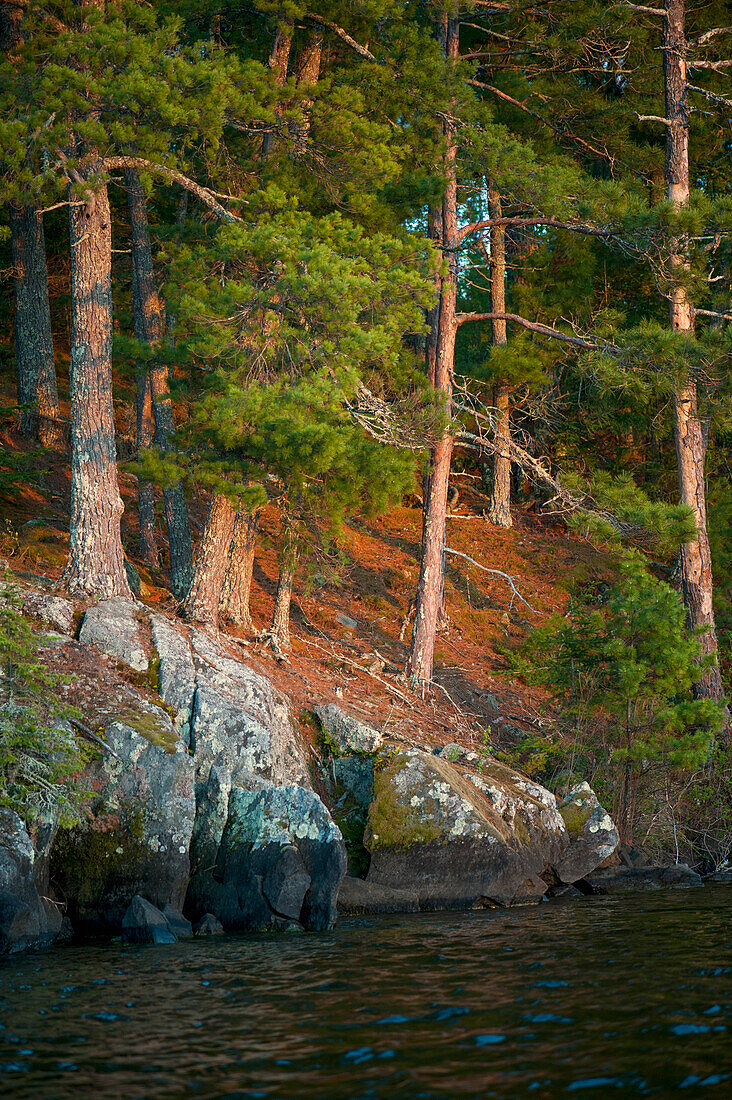 'Rock And Trees Along The Shoreline; Lake Of The Woods, Ontario, Canada'