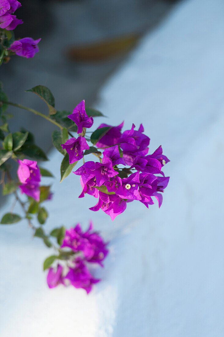 'Blossoming Purple Flowers On A Branch; Sayulita, Mexico'