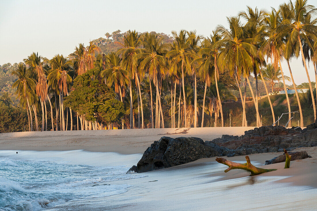 'Palm Trees Rocks And Driftwood On A Beach; Sayulita, Mexico'