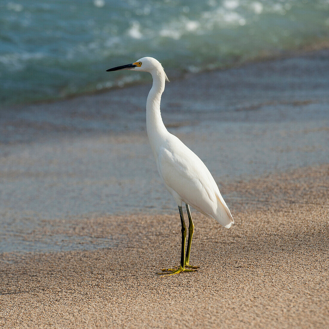 'A White Bird Standing On The Sand At The Water's Edge; Sayulita, Mexico'