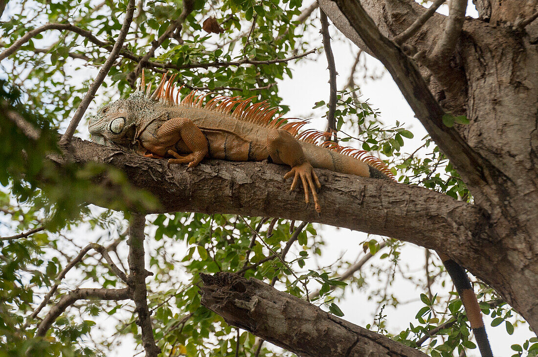 'An Iguana On The Branch Of A Tree; Sayulita, Mexico'