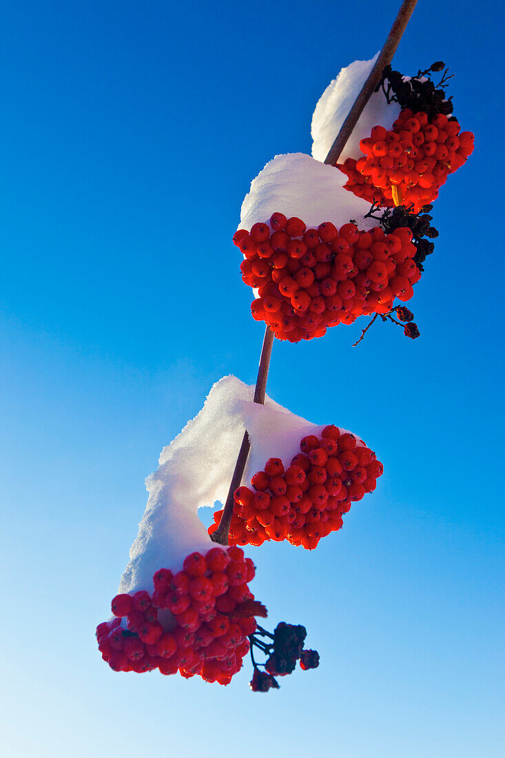 'Red Berries On A Mountain Ash Tree Branch Against A Blue Sky; Spruce Grove, Alberta, Canada'