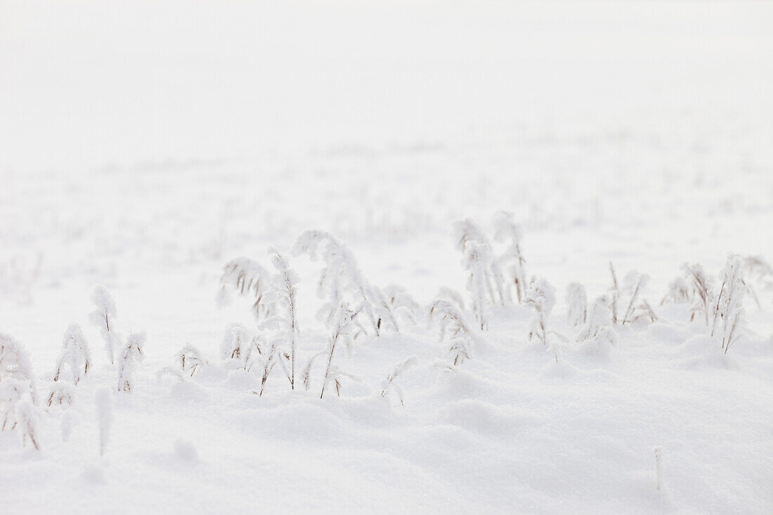 'Snow Covered Grass; Spruce Grove, Alberta, Canada'