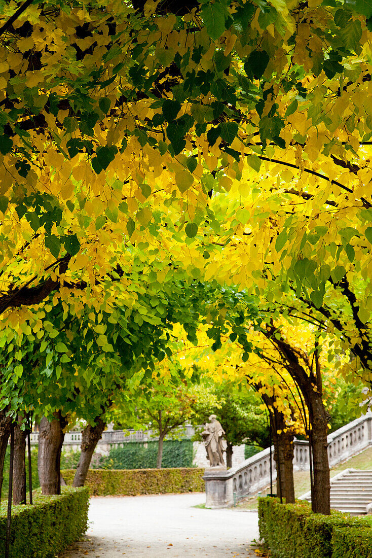 'Trees Form A Canopy Over A Path At Wurzburg Residence; Wurzburg, Bavaria, Germany'