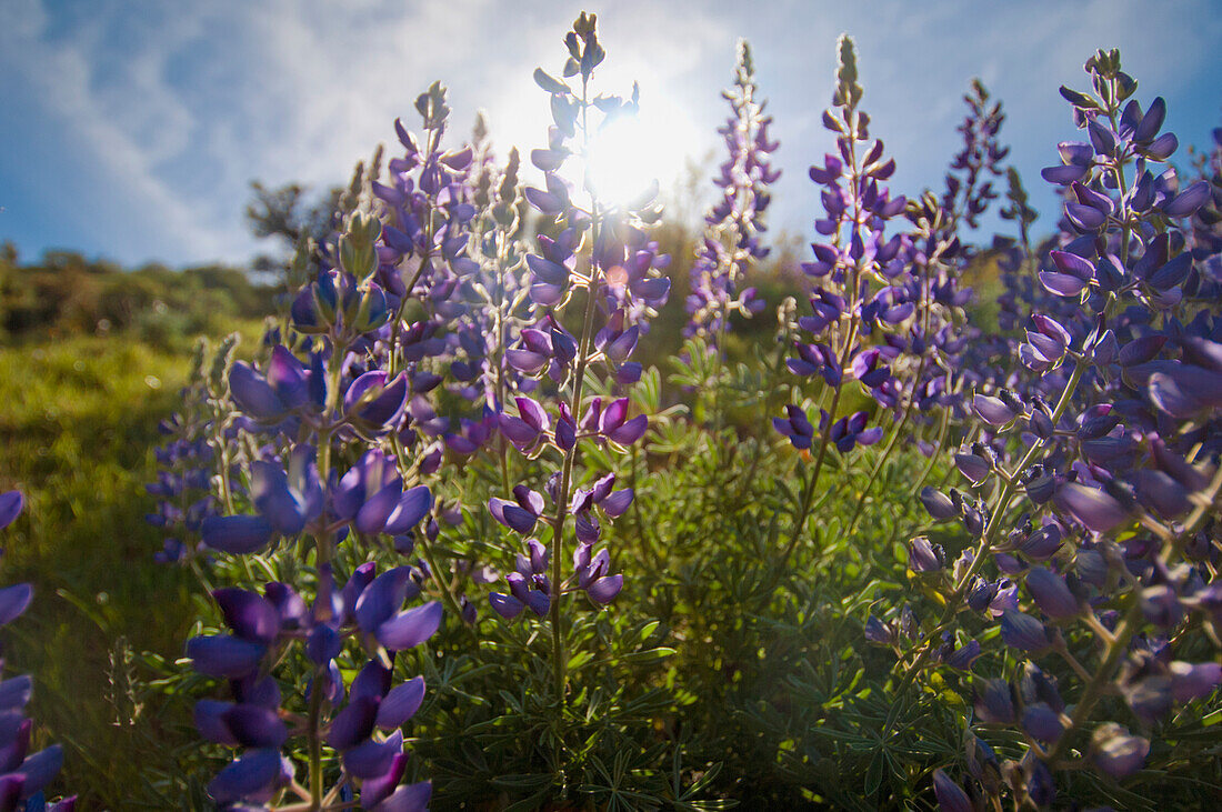 'Purple Lupine With Sunlight Behind It; Sutter, California United States of America'