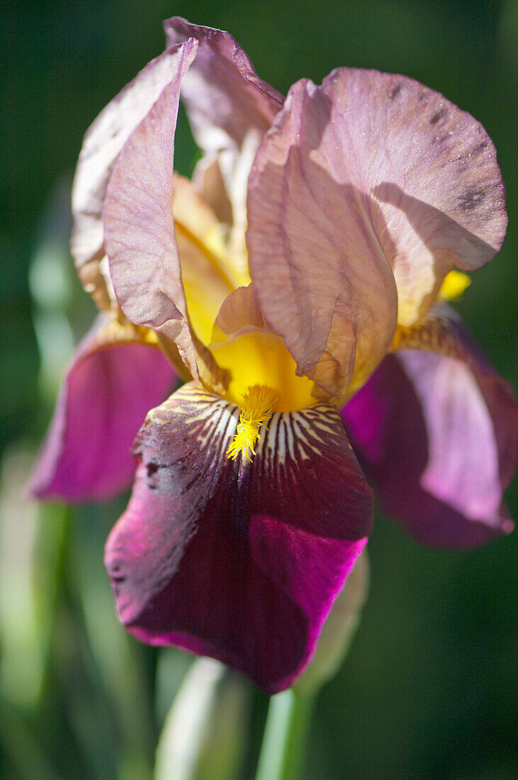 Nahaufnahme einer Iris; Wilbur Springs, Kalifornien, Vereinigte Staaten von Amerika'