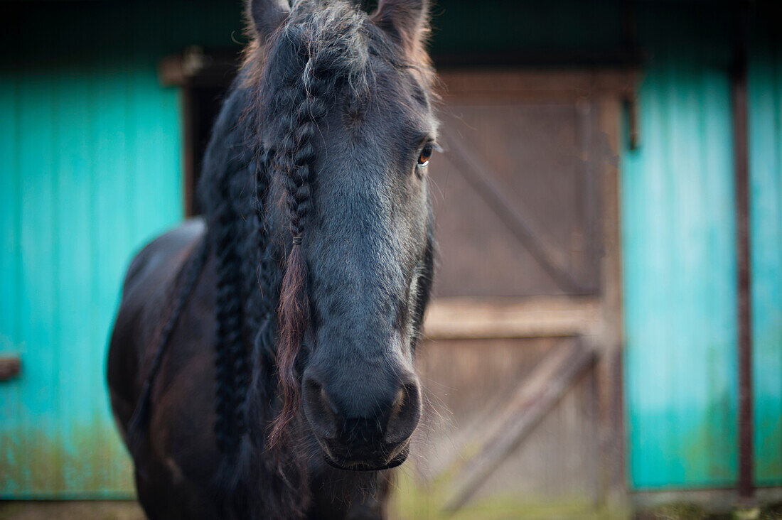 'Friesian Horse In Front Of A Barn; Saanichton, British Columbia, Canada'