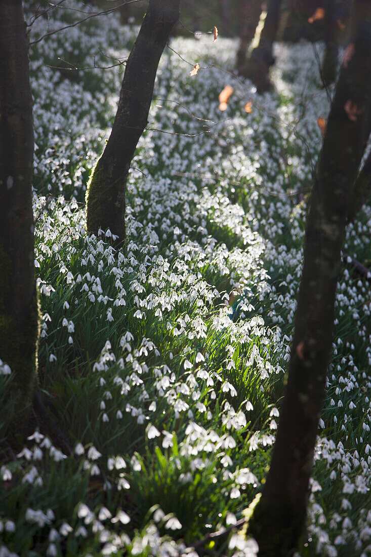 'Snowdrops (Galanthus) Covering The Forest Floor; Gatehouse Of Fleet, Dumfries, Scotland'