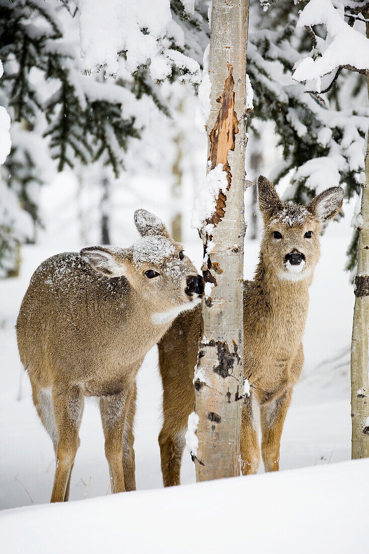'Two Young Deer In A Snow Covered Forest Chewing On Tree Bark; Kananaskis Country, Alberta, Canada'