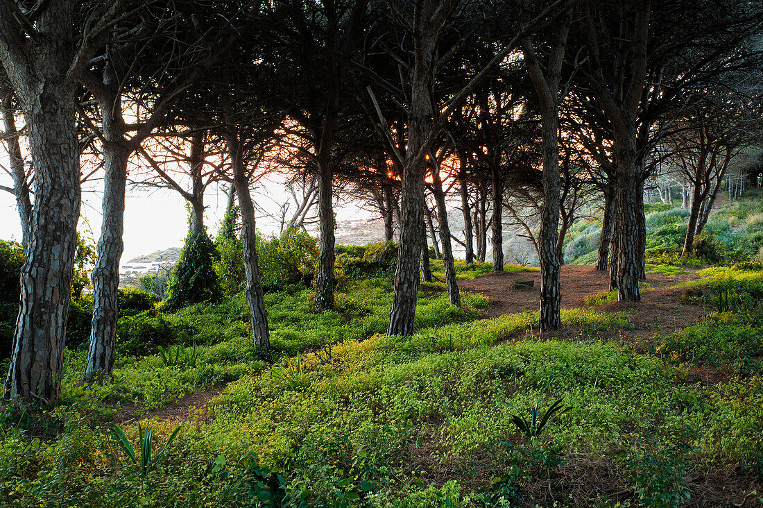 'Trees Along The Coast At Sunset; Tarifa, Cadiz, Andalusia, Spain'