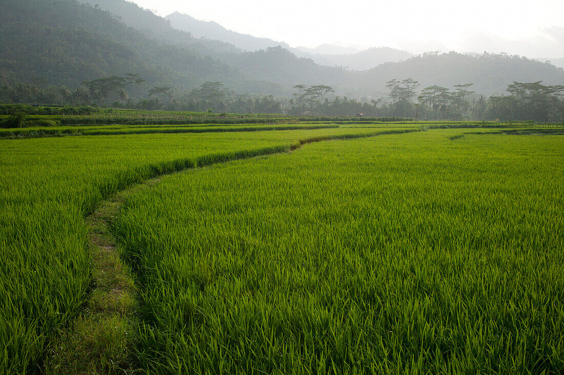 'Agricultural Fields; Indonesia'