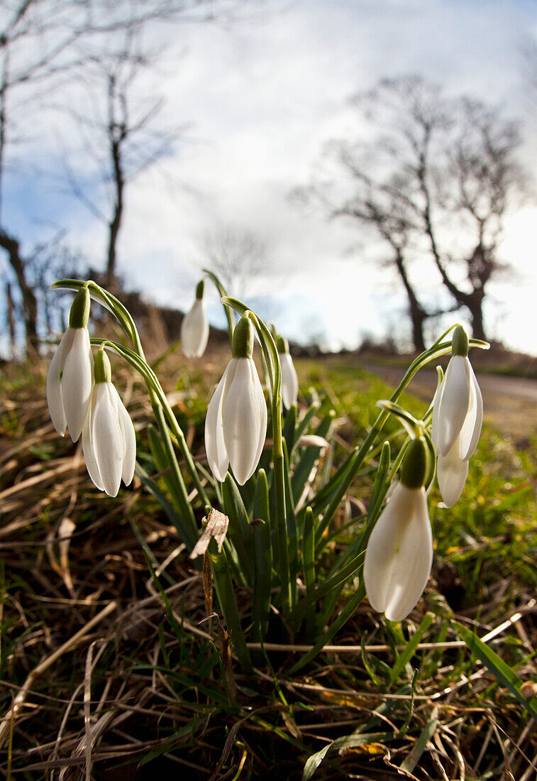 'Snowdrops (Galanthus); Northumberland, England'