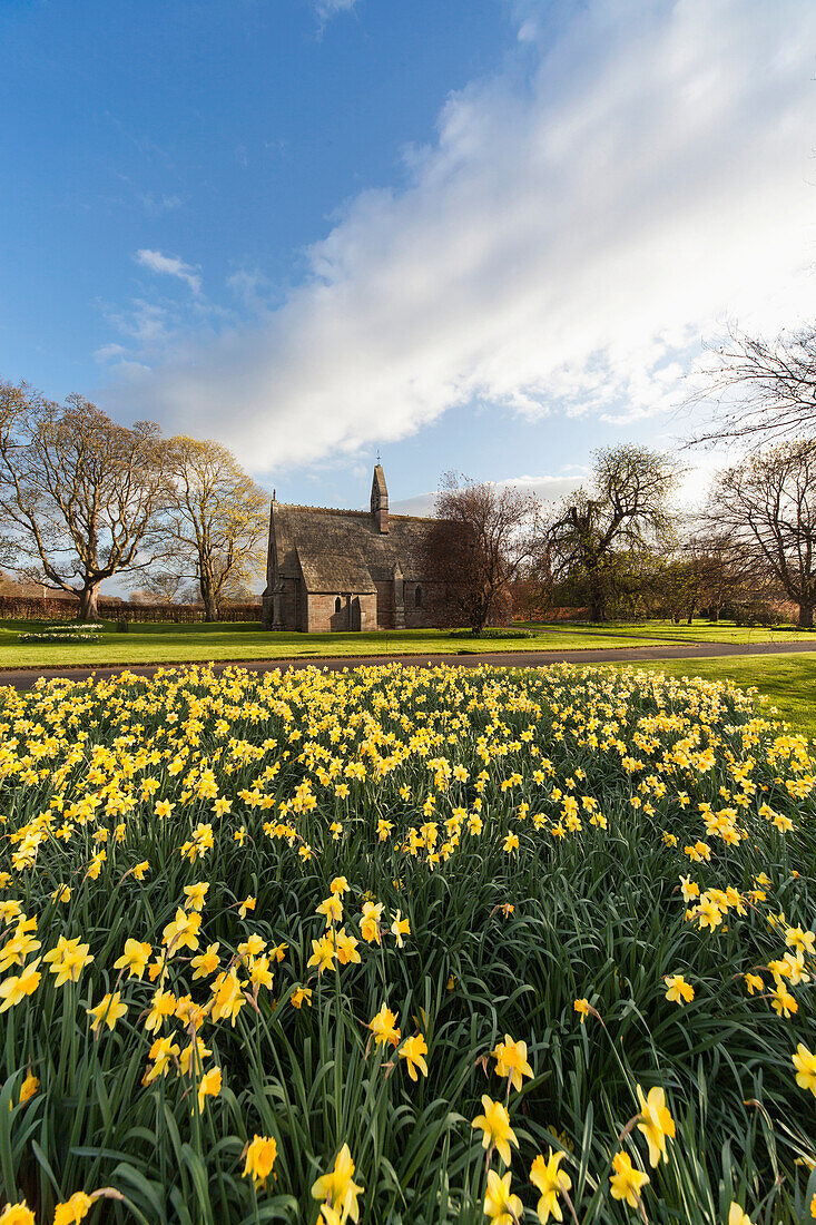 'Daffodils In Bloom With St. Mary The Virgin Church In The Background; Etal, Northumberland, England'