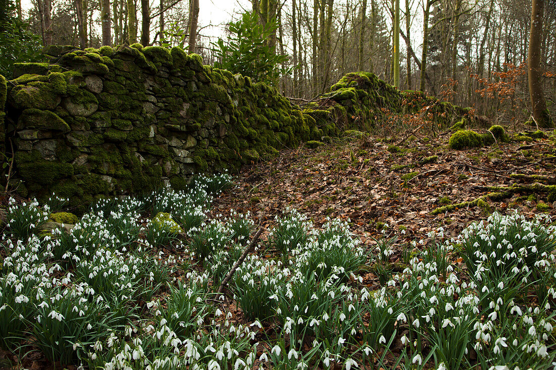 'Snowdrops (Galanthus) In A Forest Beside A Moss Covered Stone Wall; Gatehouse Of Fleet, Dumfries, Scotland'