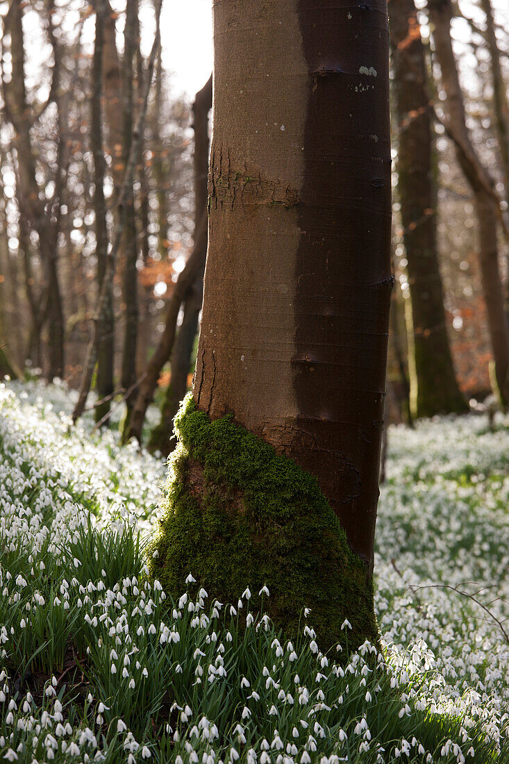 'Tree Trunk With Moss At The Base And An Abundance Of Snowdrops (Galanthus) On The Forest Floor; Gatehouse Of Fleet, Dumfries, Scotland'