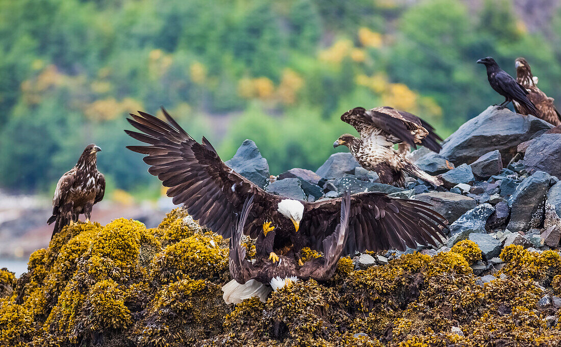 'Mature Bald Headed Eagles Along With Juvenile Eagles Fight For Food In Port Hardy; Vancouver Island, British Columbia, Canada'