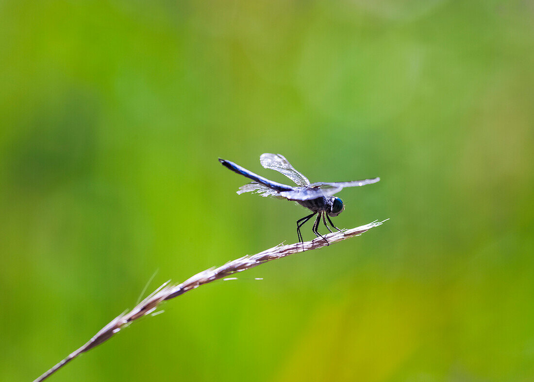 'A Dragonfly Balances On A Seed Head Of Grass; British Columbia, Canada'