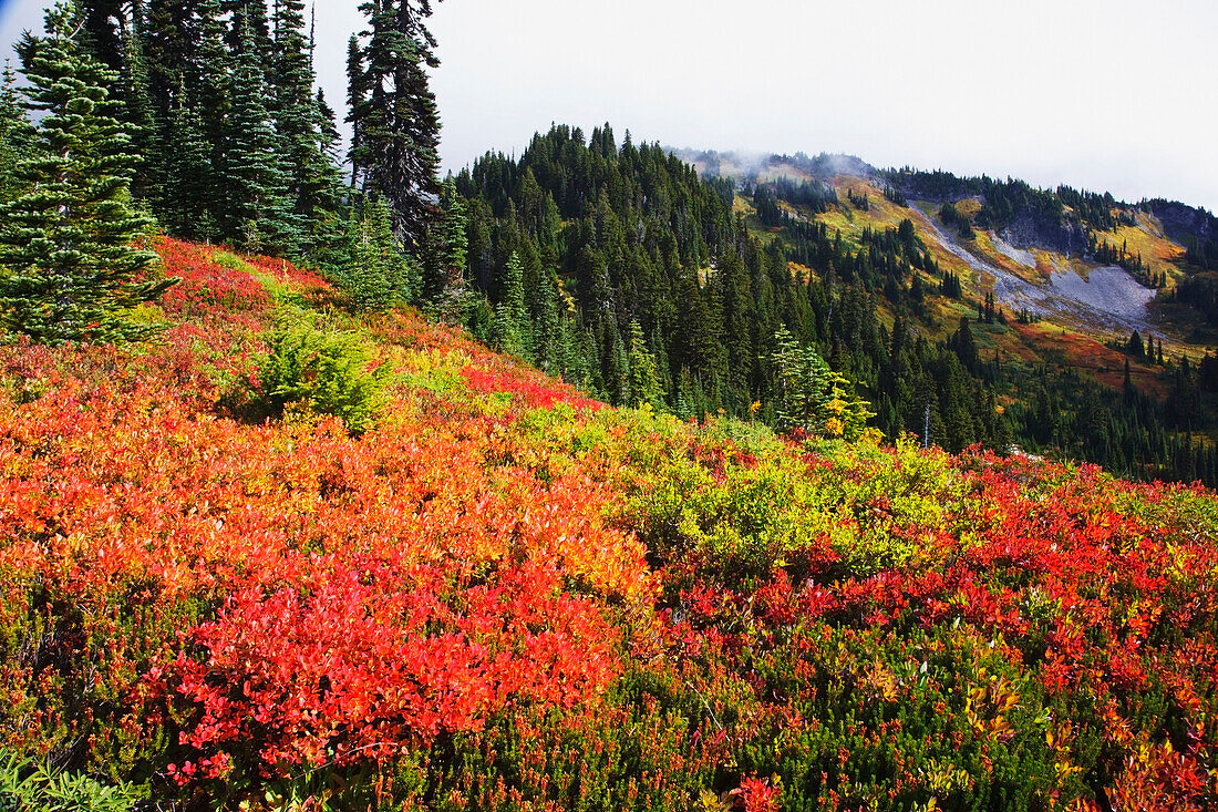 'Beautiful Autumn Colors And Tatoosh Mountains Mt. Rainier National Park; Washington, State United States of America'