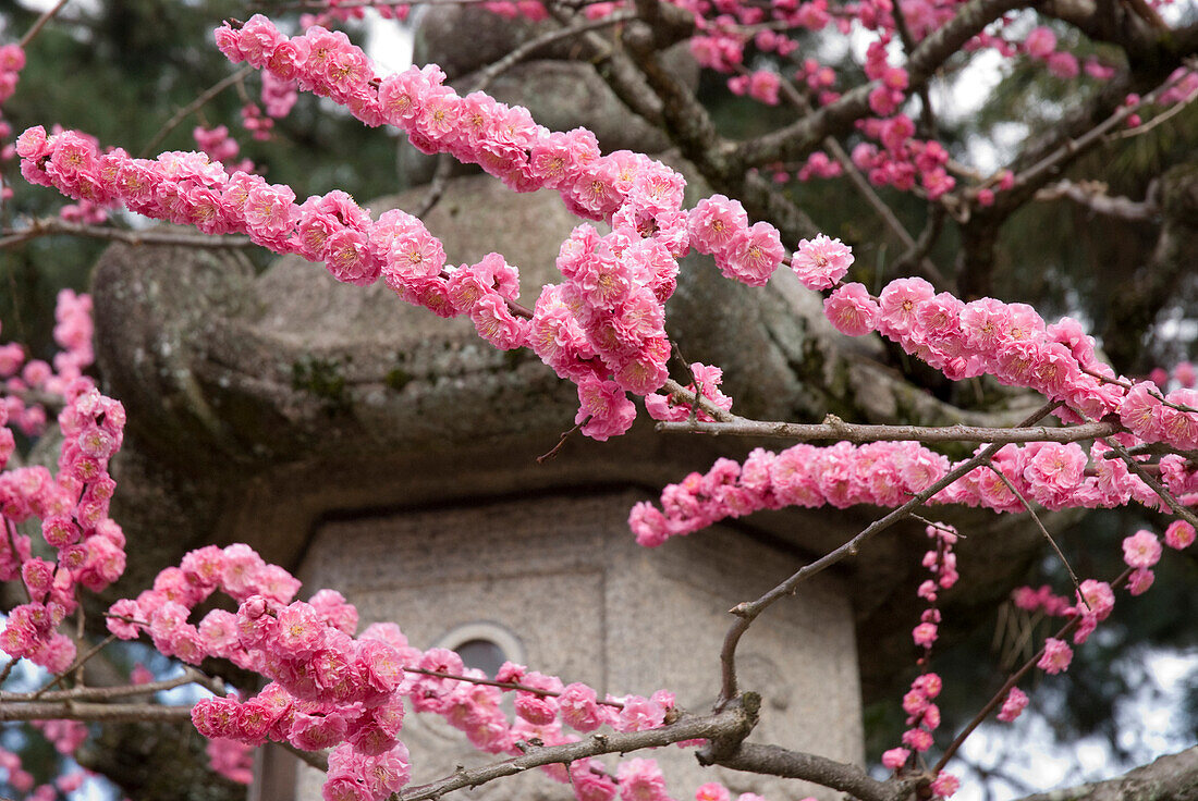 'Cherry Blossoms; Kyoto City, Kyoto, Japan'