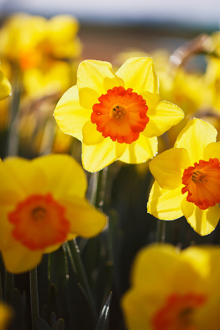'Close up of daffodils in bloom;Woodburn oregon united states of america'