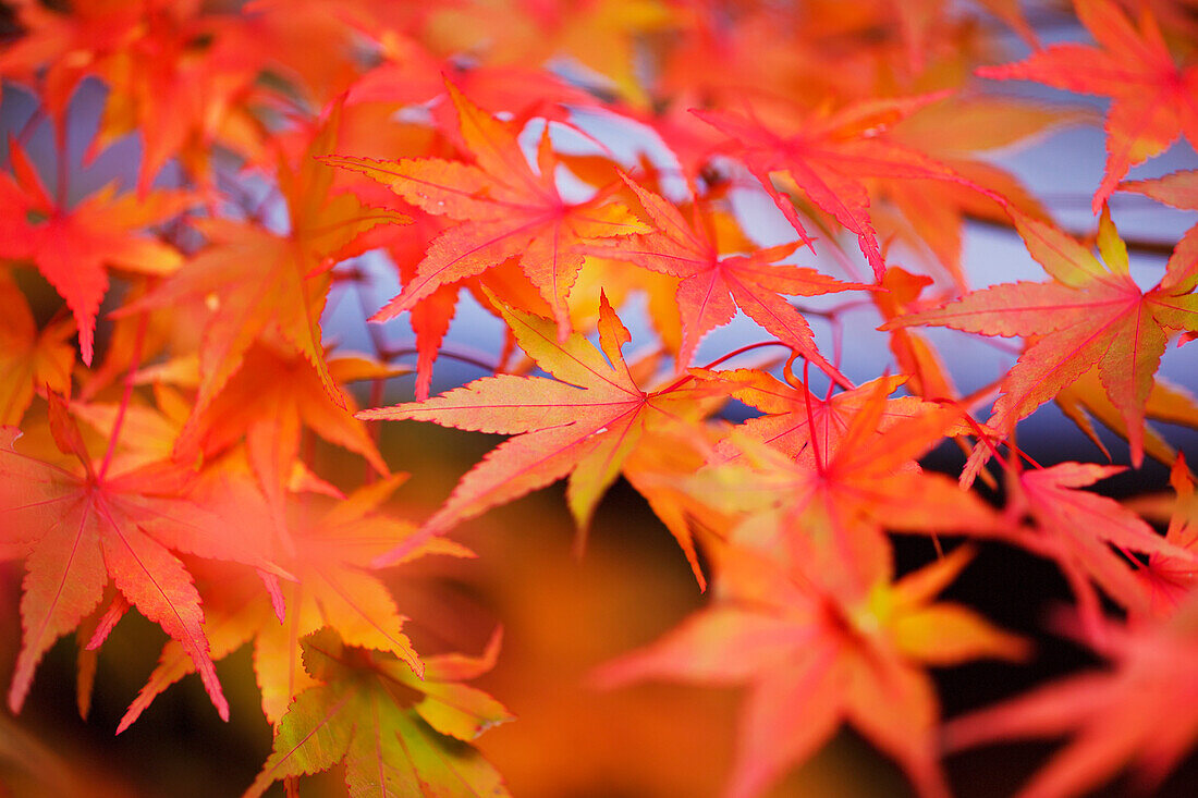 'Autumn colours;Portland oregon united states of america'