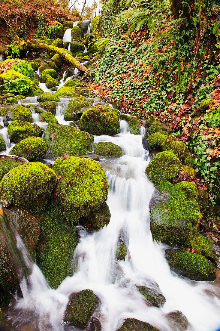 'Green moss along small waterfall;Happy valley oregon united states of america'