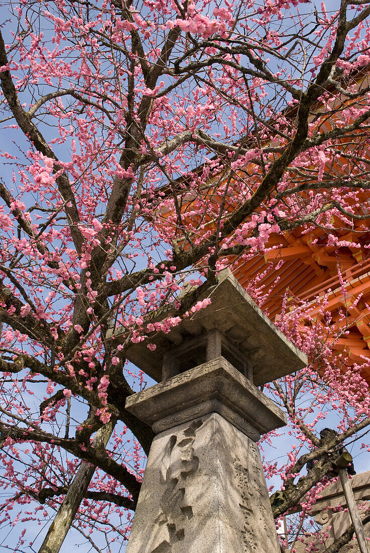 'Cherry blossom tree with japanese stone lantern and temple roof;Kyoto japan'