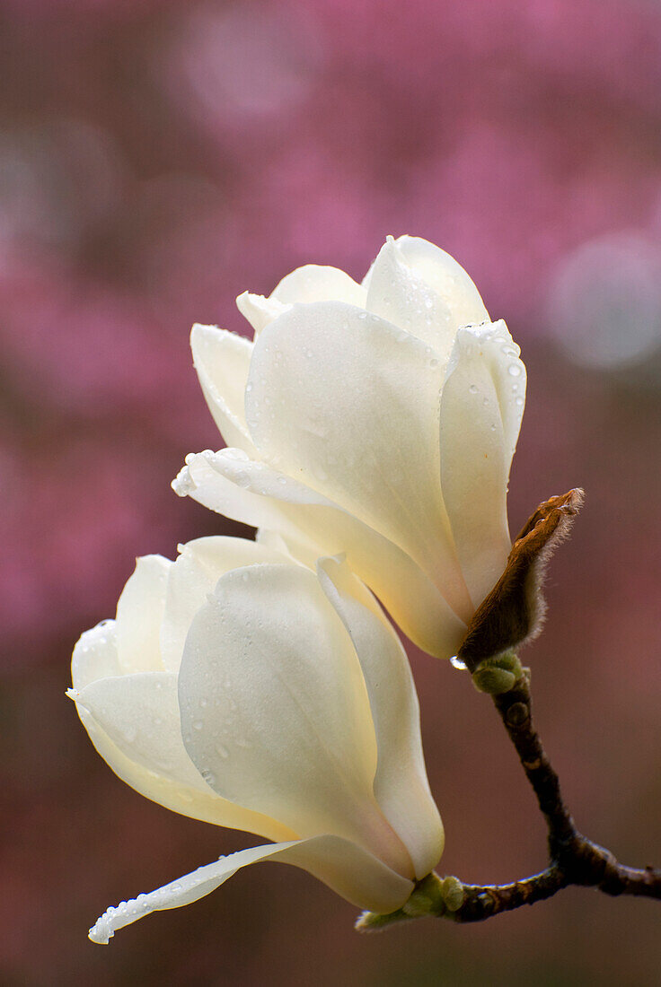 'Two magnolia flowers with rain drops;Nara japan'