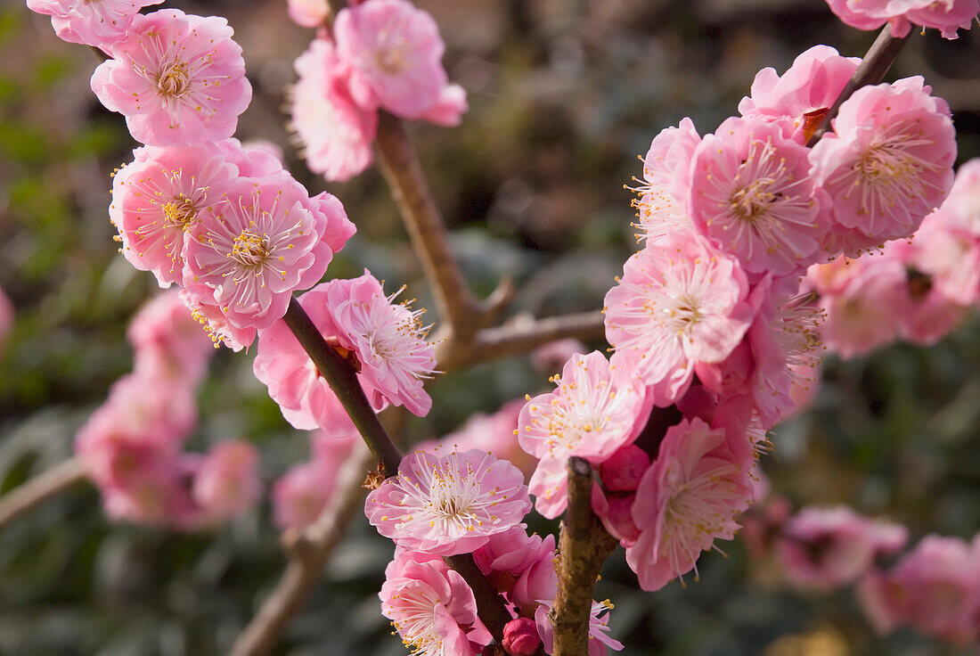 'Close up of a cherry blossom;Kyoto japan'