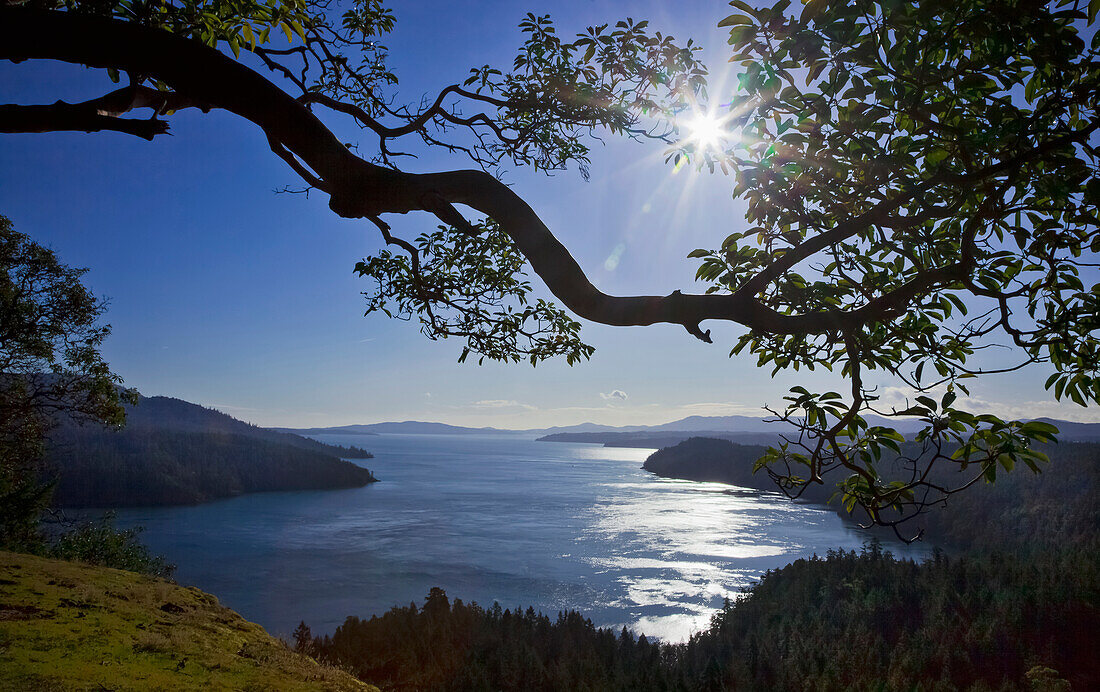 'The sun rises over an arbutus tree overlooking sansum narrows in vancouver island;British columbia canada'