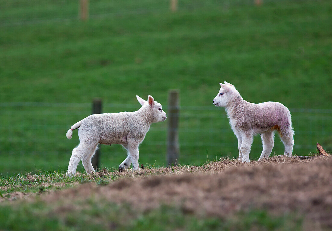 'Two lambs in a field;Northumberland england'