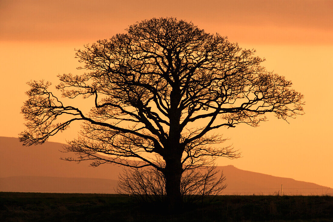 'Silhouette of a tree at sunset;Northumberland england'