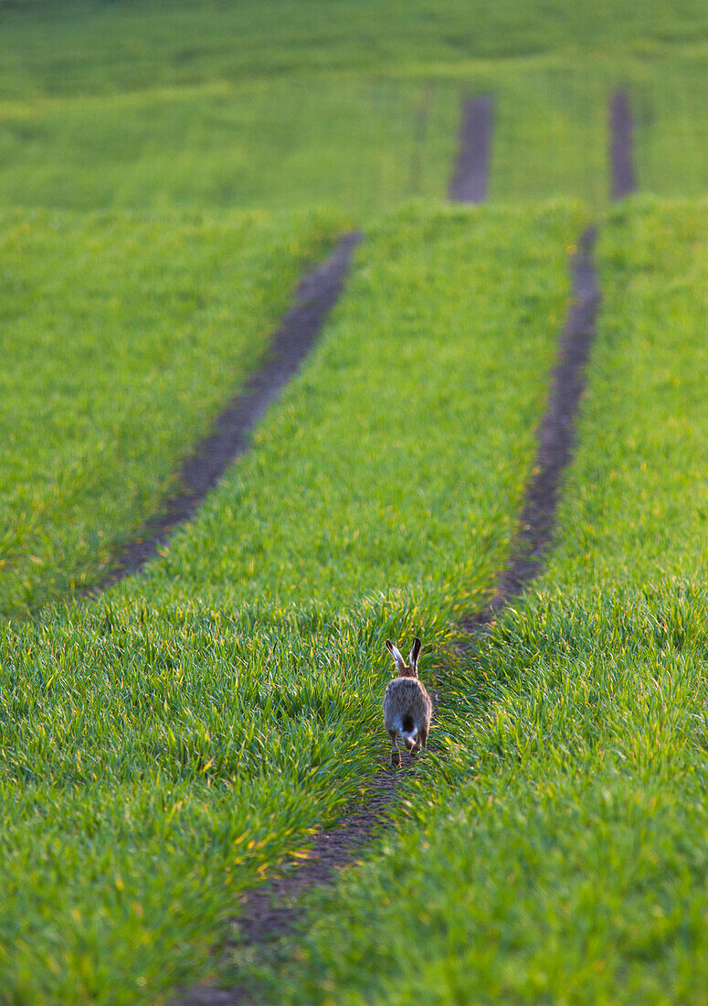 'A rabbit hops down a tire track;Northumberland england'