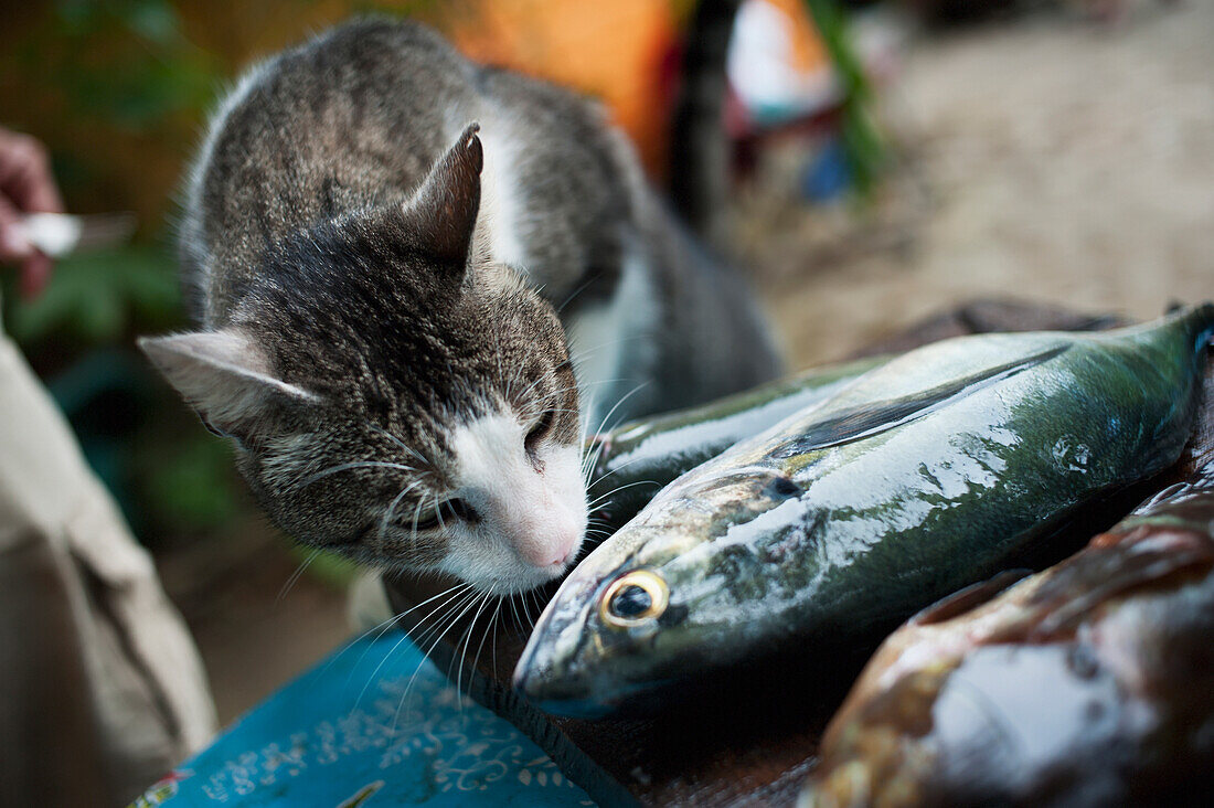 'A cat sniffs a dead fish;Yelapa jalisco mexico'