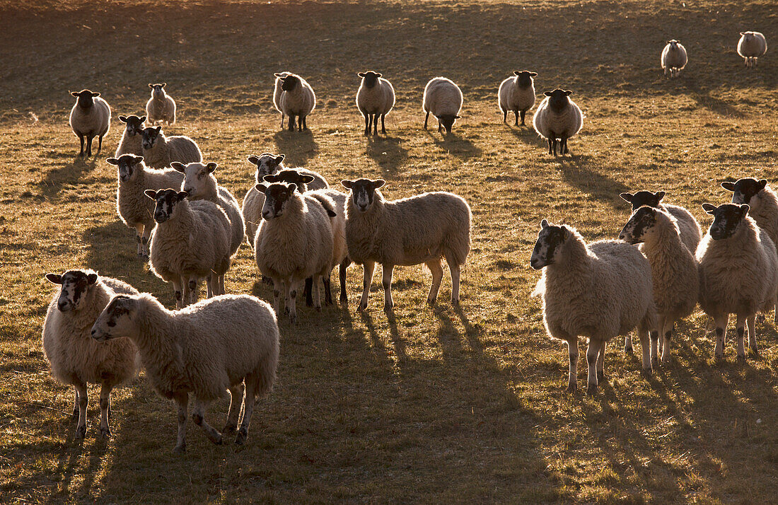 'Flock of sheep in a field at sunset;Northumberland england'