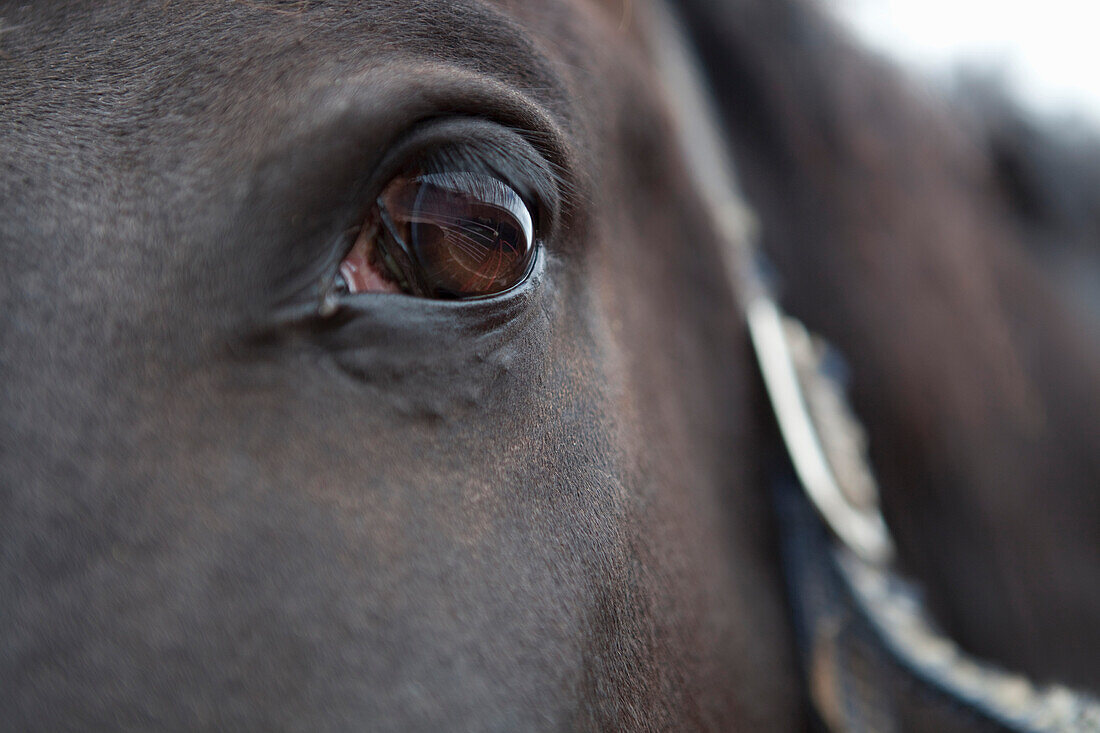 'Close Up Of A Horse's Eye; Caledon, Ontario, Canada'