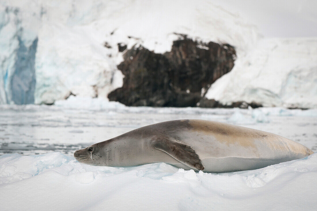 'Crabeater seal (lobodon carcinophagus);Antarctica'