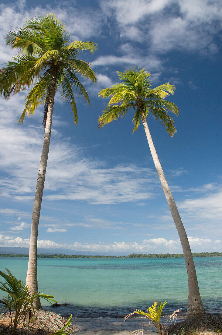 'Palm trees along the water;Bocas del toro panama'