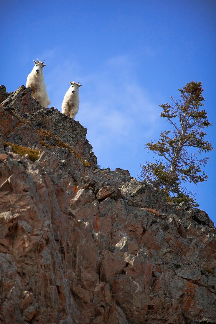 'Mountain goats (oreamnus americanus) standing on a rock ledge looking down;Carcross yukon canada'