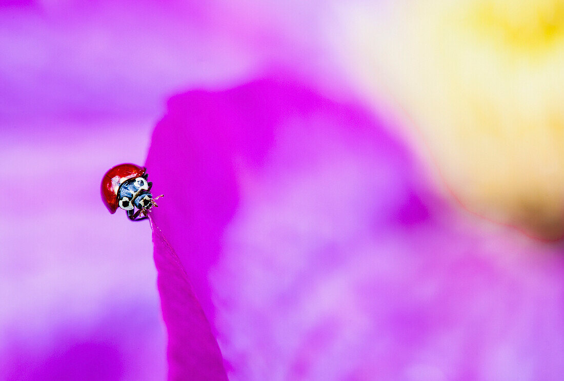 'A ladybug on a pink clematis;British columbia canada'