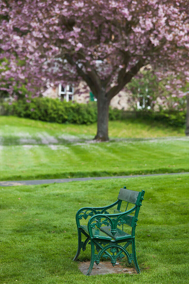 'A green metal bench in a park with a blossoming tree;Ford village northumberland england'