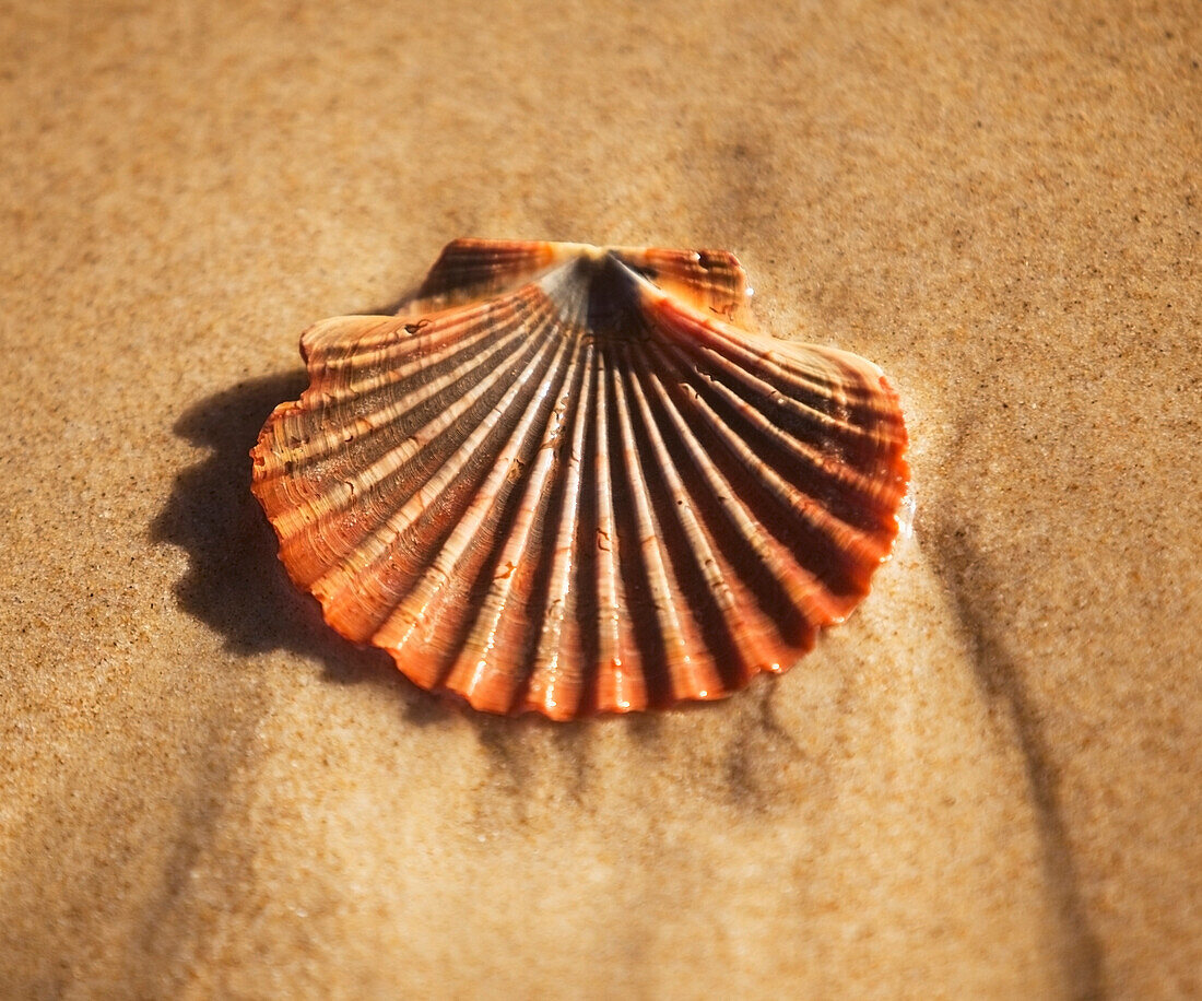 'A seashell on sand;Gold coast queensland australia'