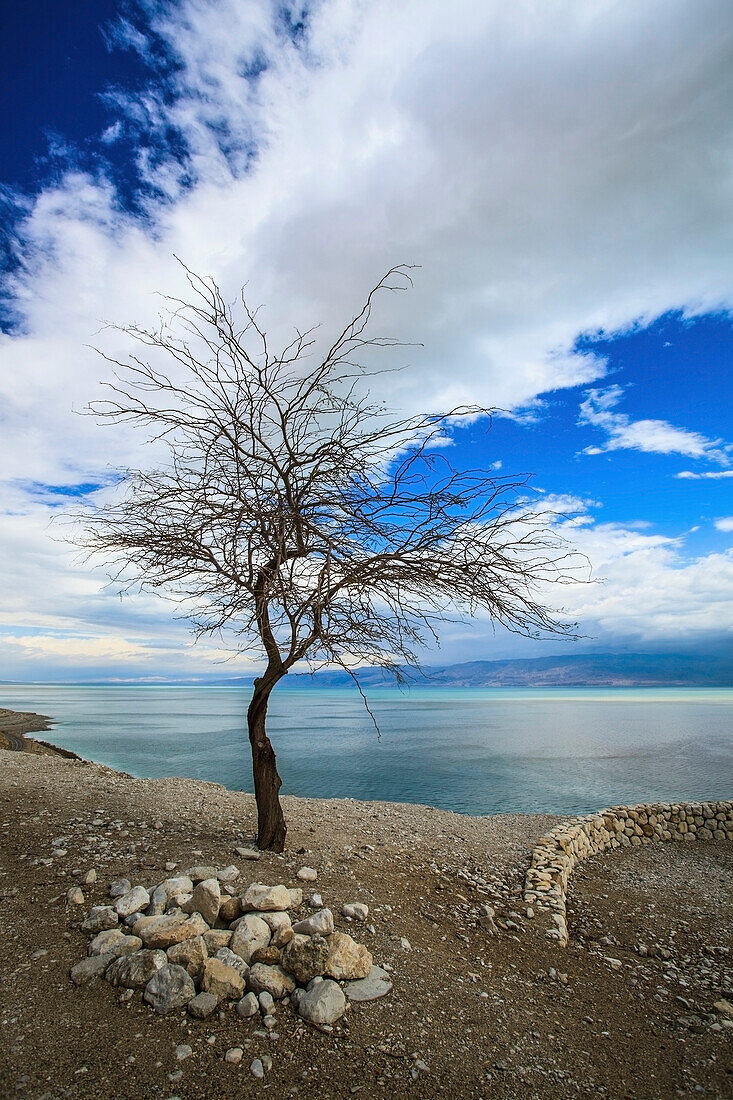'A leafless tree stands on the edge of the dead sea;Jordan valley israel'