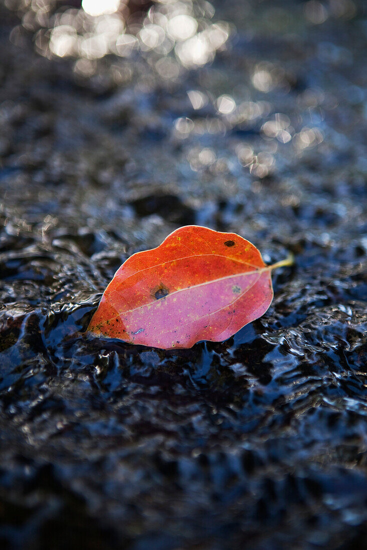 'A red leaf on a wet rock;Gold coast queensland australia'
