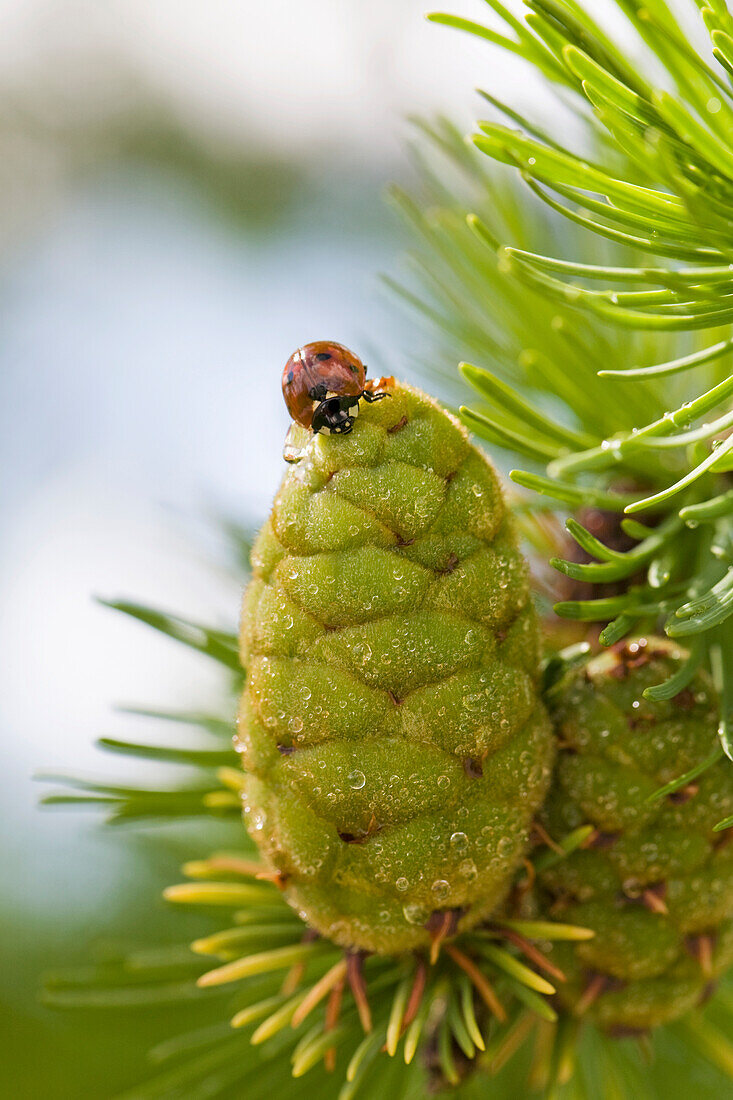 'Close up of a ladybug on a larch tree green cone with rain drops;Calgary alberta canada'
