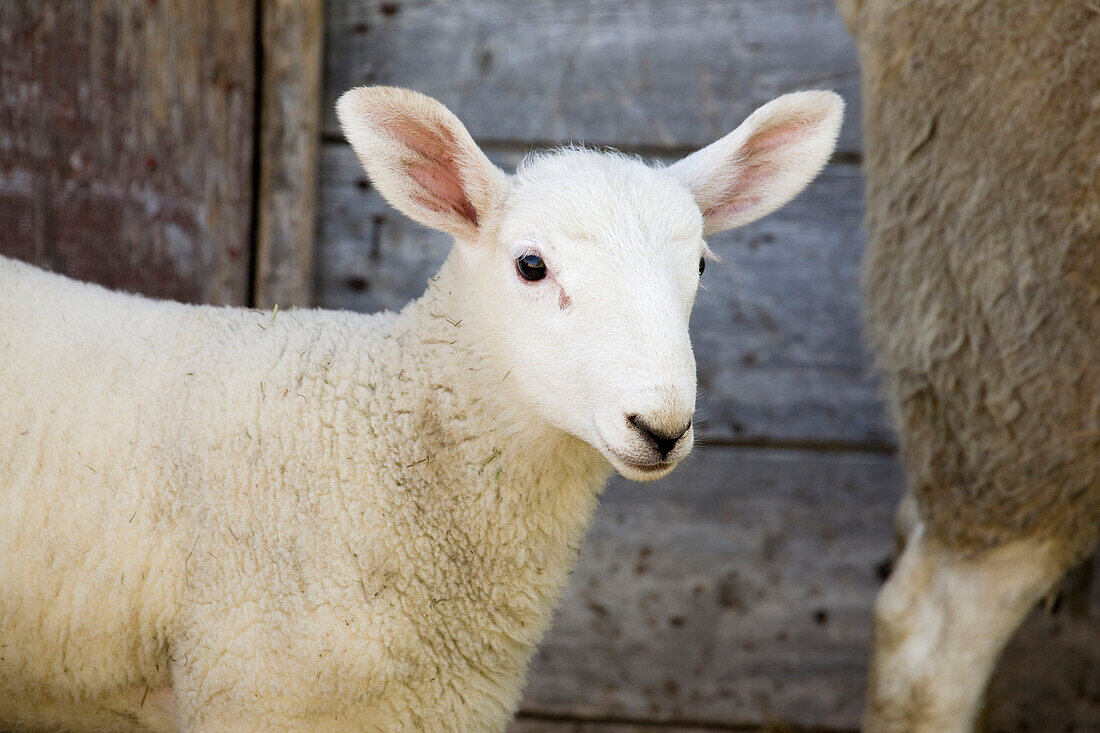 'Close up of a baby lamb against the outside of a wooden barn wall;Alberta canada'