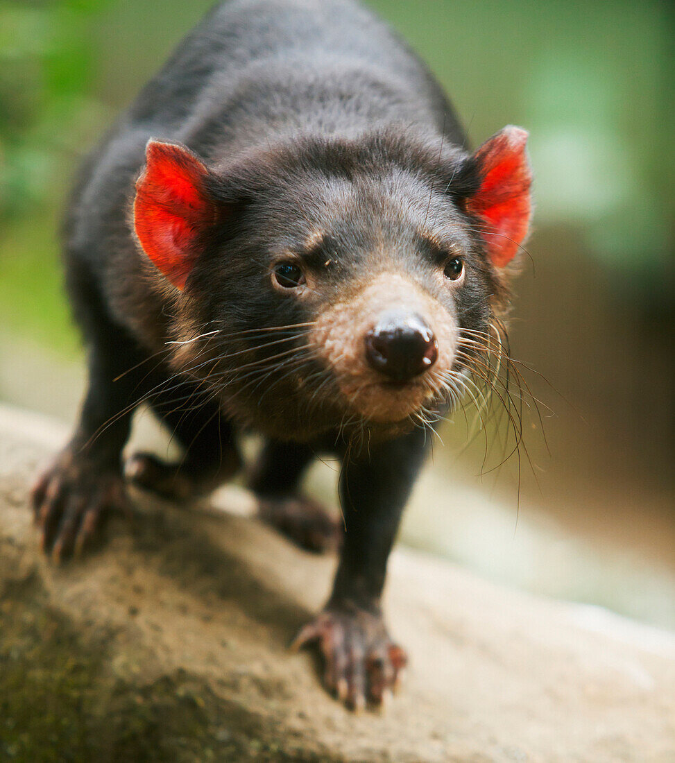 'Tasmanian devil (sarcophilus harrisii);Gold coast queensland australia'