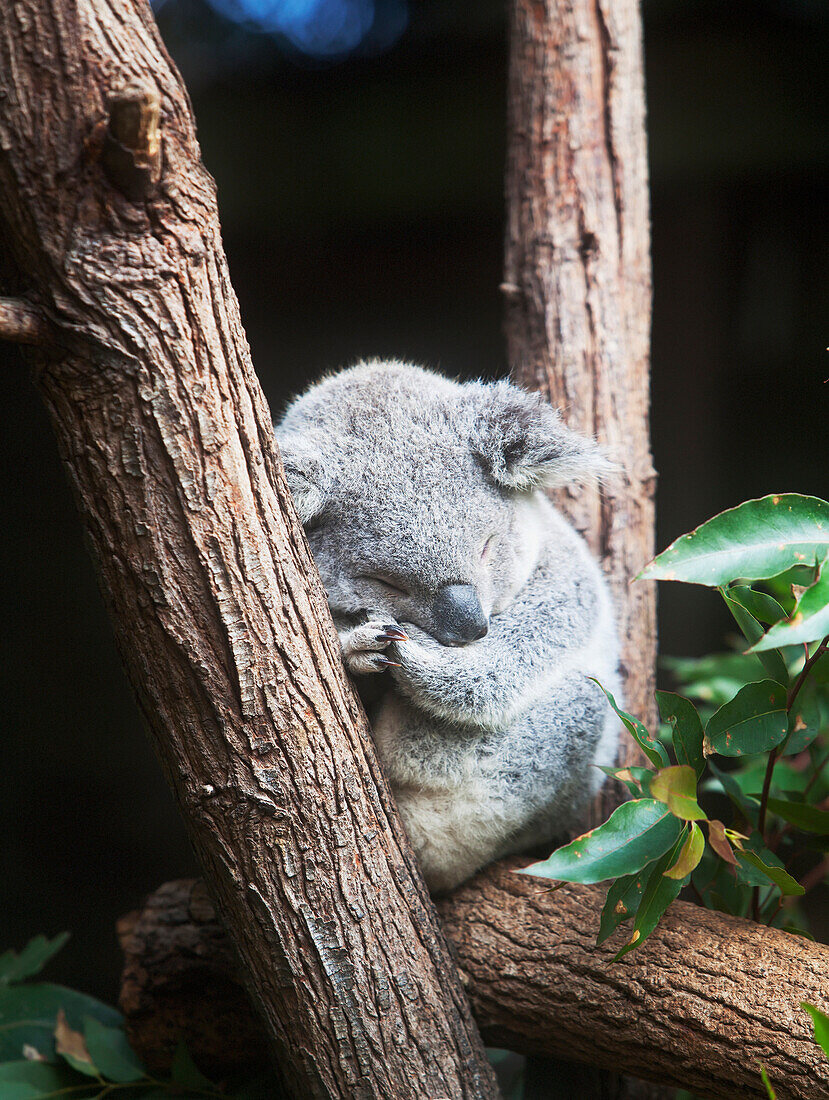 'Koala;Gold coast queensland australia'