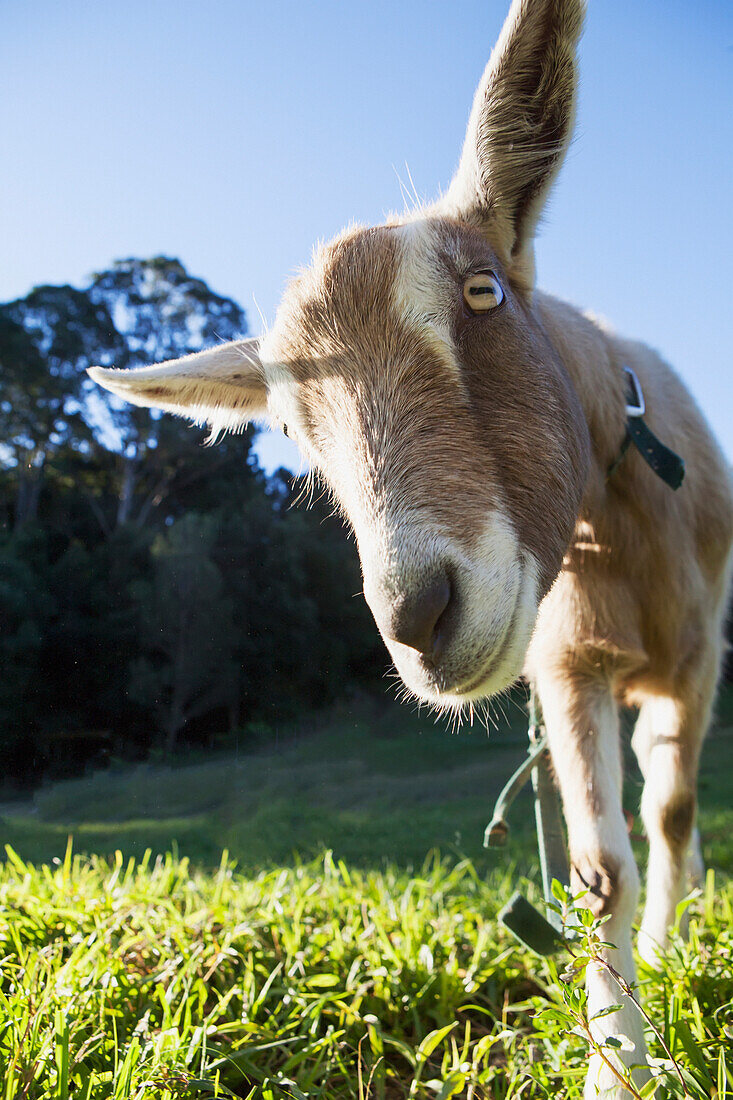 'A goat peers at the camera;Murwillumba new south wales australia'
